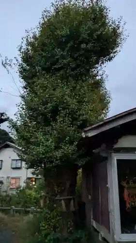 蛭子神社の自然