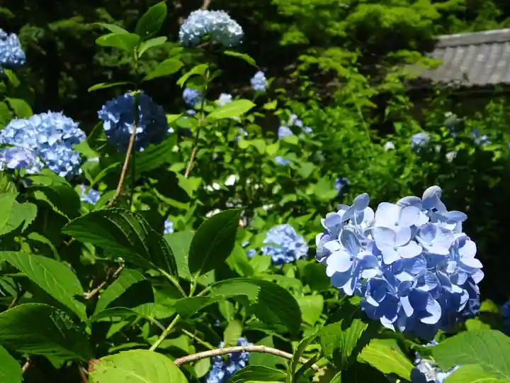 明月院(神奈川県)