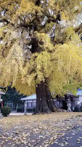 丹生酒殿神社の自然