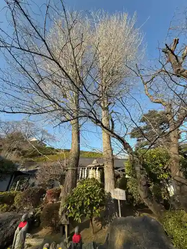 養源寺の{uncategorized: "未分類", other: "その他", undefined: "問題あり", building: "その他建物", grave: "お墓", sacred_gate: "鳥居", guardian: "狛犬", statue: "像", buddha: "仏像", history: "歴史", nature: "自然", garden: "庭園", animal: "動物", pagoda: "塔", temizu: "手水舎", mountain_gate: "山門・神門", sanctuary: "本殿・本堂", subordinate: "末社・摂社", art: "芸術", scenery: "景色", jizo: "地蔵", ema: "絵馬", goshuin: "御朱印", omikuji: "おみくじ", items: "授与品その他", amulet: "お守り", goshuincho: "御朱印帳", eats: "食事", festival: "お祭り", votive_dance: "神楽", shichigosan: "七五三参", wedding: "結婚式", experience: "体験その他", initially: "初詣", around: "周辺", anti_infection: "感染症対策"}