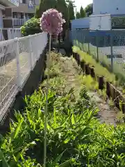 日枝神社の自然