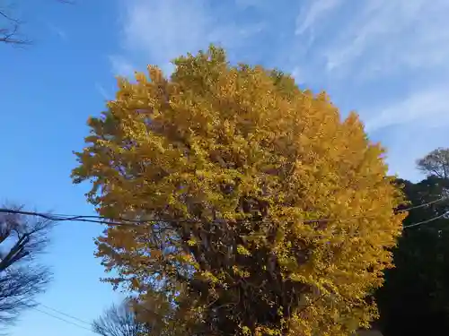 印内八坂神社の自然
