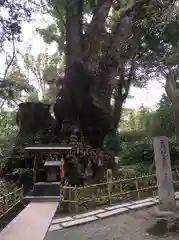 來宮神社の自然