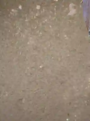 青海神社(新潟県)