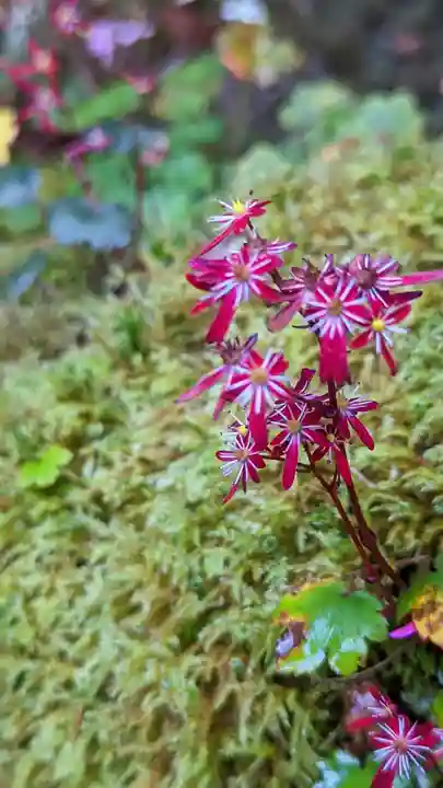古知谷阿弥陀寺(京都府)