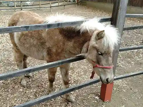 平塚八幡宮(神奈川県)