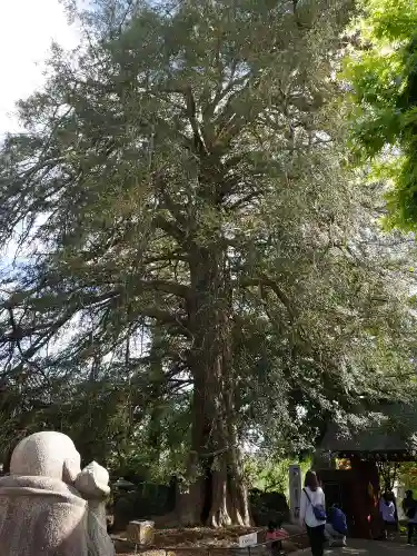 善養寺（善養密寺）の自然