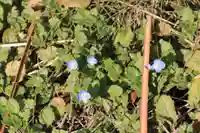 高司神社〜むすびの神の鎮まる社〜の自然
