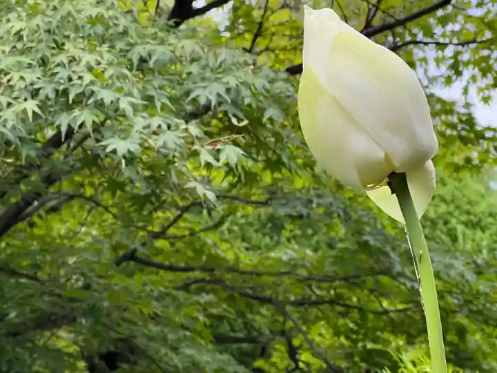 伊勢の国 四天王寺の自然