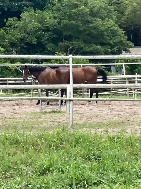 若都王子神社の動物