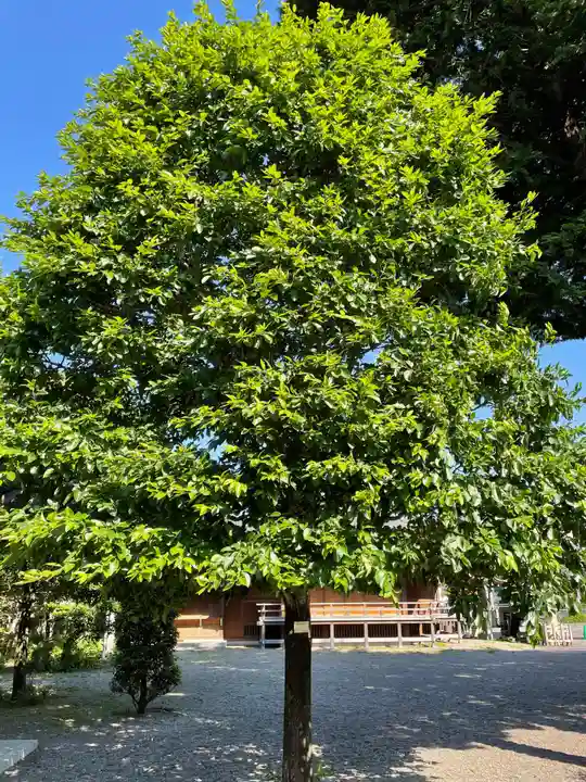 阿豆佐味天神社 立川水天宮の自然