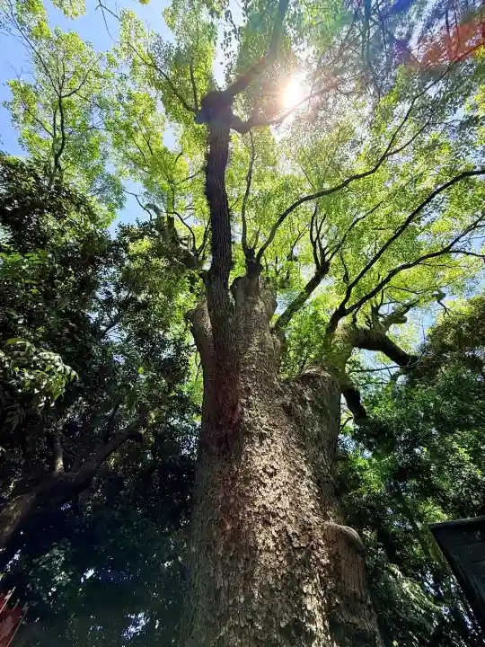 長田神社の{uncategorized: "未分類", other: "その他", undefined: "問題あり", building: "その他建物", grave: "お墓", sacred_gate: "鳥居", guardian: "狛犬", statue: "像", buddha: "仏像", history: "歴史", nature: "自然", garden: "庭園", animal: "動物", pagoda: "塔", temizu: "手水舎", mountain_gate: "山門・神門", sanctuary: "本殿・本堂", subordinate: "末社・摂社", art: "芸術", scenery: "景色", jizo: "地蔵", ema: "絵馬", goshuin: "御朱印", omikuji: "おみくじ", items: "授与品その他", amulet: "お守り", goshuincho: "御朱印帳", eats: "食事", festival: "お祭り", votive_dance: "神楽", shichigosan: "七五三参", wedding: "結婚式", experience: "体験その他", initially: "初詣", around: "周辺", anti_infection: "感染症対策"}