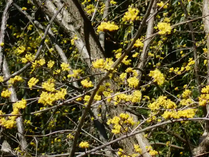 安國論寺(安国論寺)の自然