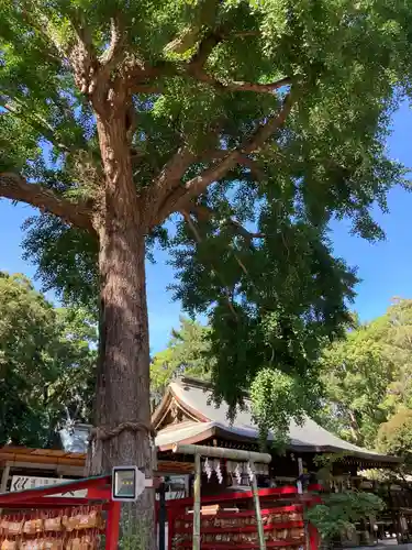 平塚八幡宮の自然