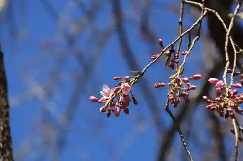 大鏑神社の自然