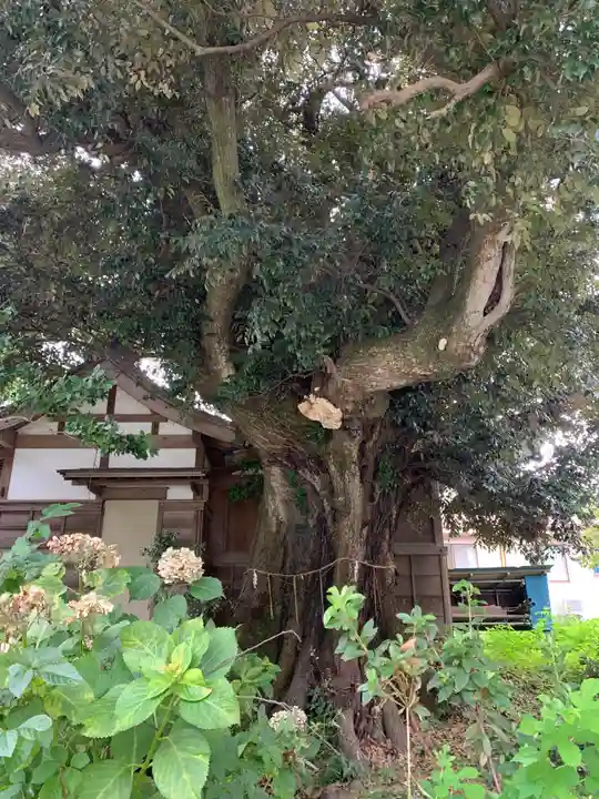 浅間神社の自然