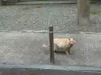 赤留比売命神社(杭全神社飛地境内社)の{uncategorized: "未分類", other: "その他", undefined: "問題あり", building: "その他建物", grave: "お墓", sacred_gate: "鳥居", guardian: "狛犬", statue: "像", buddha: "仏像", history: "歴史", nature: "自然", garden: "庭園", animal: "動物", pagoda: "塔", temizu: "手水舎", mountain_gate: "山門・神門", sanctuary: "本殿・本堂", subordinate: "末社・摂社", art: "芸術", scenery: "景色", jizo: "地蔵", ema: "絵馬", goshuin: "御朱印", omikuji: "おみくじ", items: "授与品その他", amulet: "お守り", goshuincho: "御朱印帳", eats: "食事", festival: "お祭り", votive_dance: "神楽", shichigosan: "七五三参", wedding: "結婚式", experience: "体験その他", initially: "初詣", around: "周辺", anti_infection: "感染症対策"}