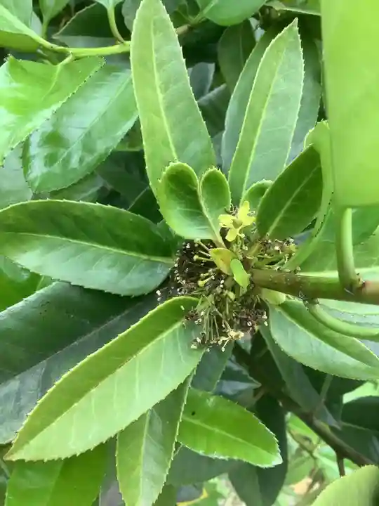 玉林寺(小牧観音)(愛知県)