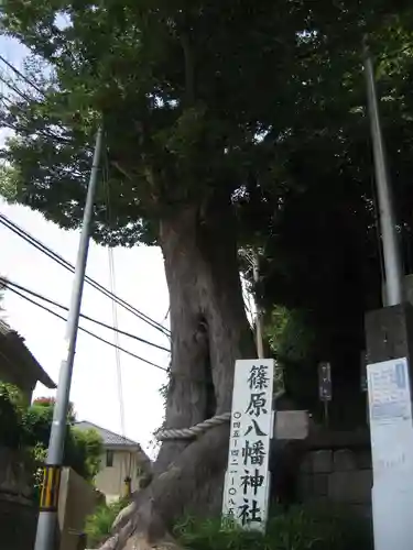 篠原八幡神社(神奈川県)