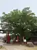 曽根神社(新潟県)