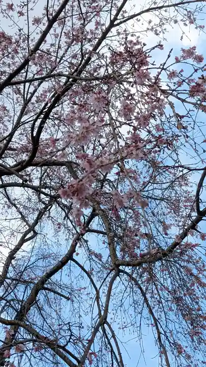松ヶ崎大黒天 妙圓寺(妙円寺)(京都府)