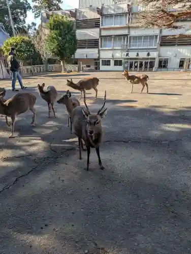金華山黄金山神社(宮城県)