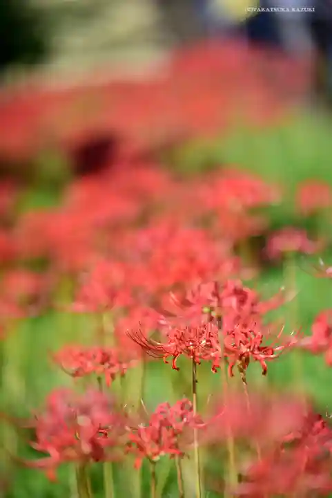 横浜 西方寺の自然