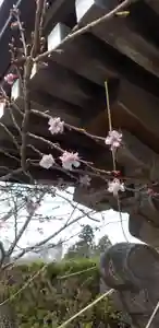 龍本寺(青森県)(2024年04月11日(木) 10時38分33秒投稿)