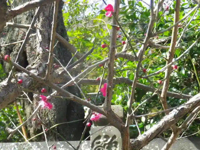 御霊神社の自然