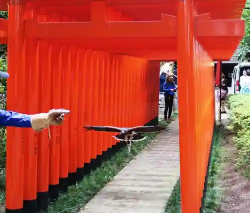 春日神社の動物