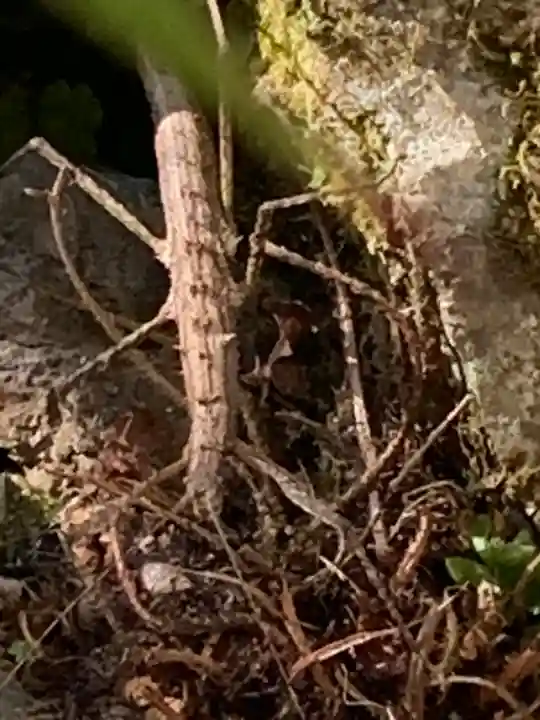 流谷八幡神社(大阪府)