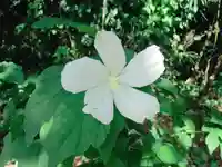 屋久島大社の自然