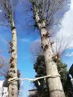 川越八幡宮(埼玉県)