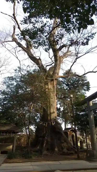 沓掛香取神社の自然