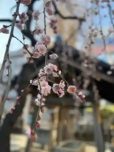 柏神社の{uncategorized: "未分類", other: "その他", undefined: "問題あり", building: "その他建物", grave: "お墓", sacred_gate: "鳥居", guardian: "狛犬", statue: "像", buddha: "仏像", history: "歴史", nature: "自然", garden: "庭園", animal: "動物", pagoda: "塔", temizu: "手水舎", mountain_gate: "山門・神門", sanctuary: "本殿・本堂", subordinate: "末社・摂社", art: "芸術", scenery: "景色", jizo: "地蔵", ema: "絵馬", goshuin: "御朱印", omikuji: "おみくじ", items: "授与品その他", amulet: "お守り", goshuincho: "御朱印帳", eats: "食事", festival: "お祭り", votive_dance: "神楽", shichigosan: "七五三参", wedding: "結婚式", experience: "体験その他", initially: "初詣", around: "周辺", anti_infection: "感染症対策"}
