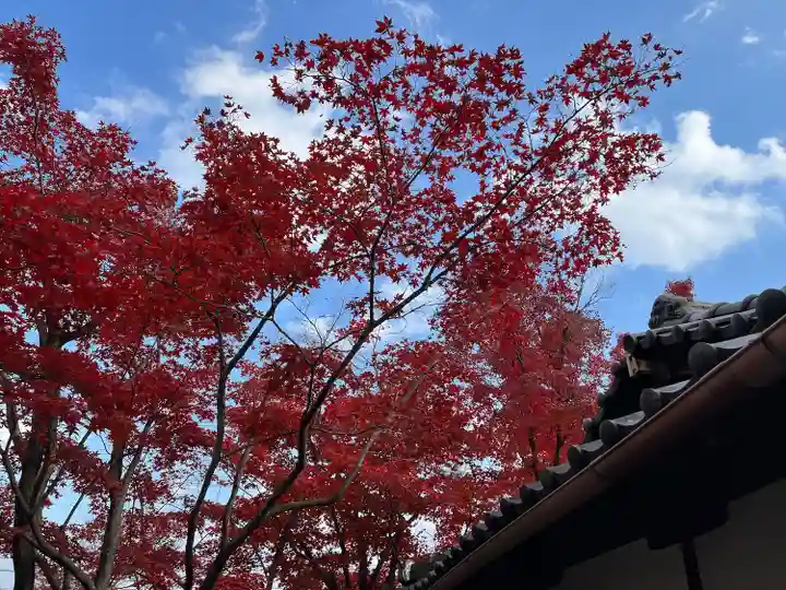 神光院(京都府)