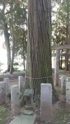 若宮八幡神社の自然