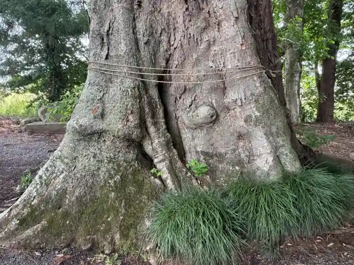 八幡宮(栃木県)