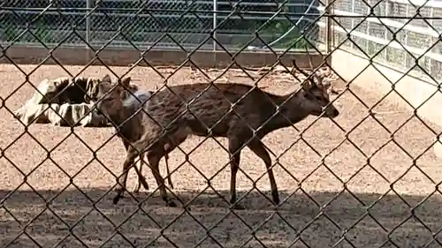 鹿島神宮の動物