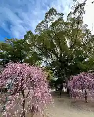 屯倉神社(大阪府)