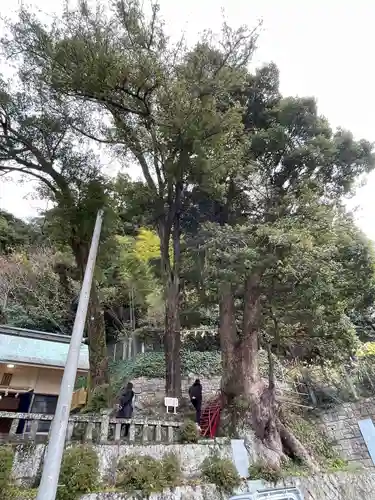 土肥神社の自然