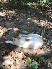 大江神社の動物