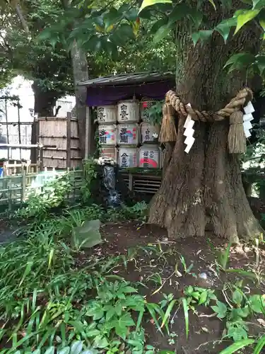 東京大神宮の自然