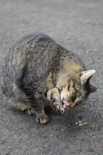 代々木八幡宮の動物
