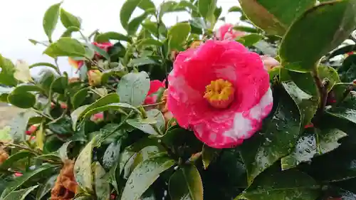 花守愛鷹神社の自然
