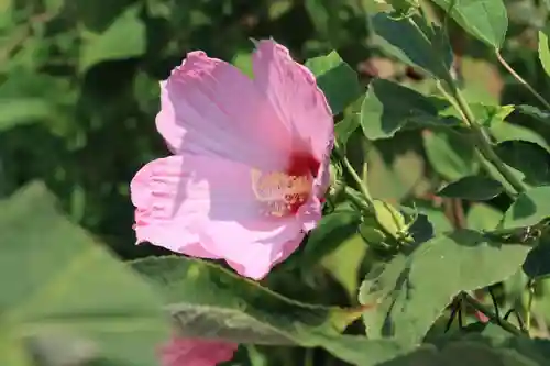 阿久津「田村神社」（郡山市阿久津町）旧社名：伊豆箱根三嶋三社の庭園