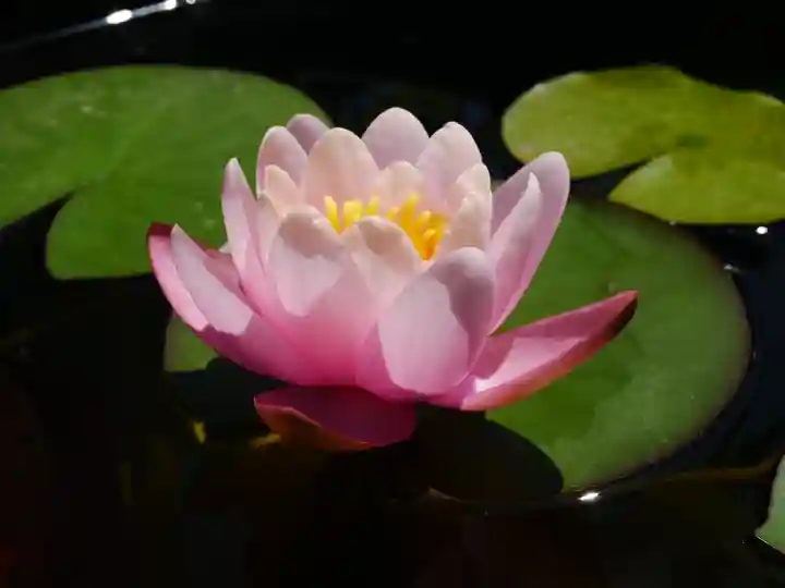 極楽山 浄土寺の自然