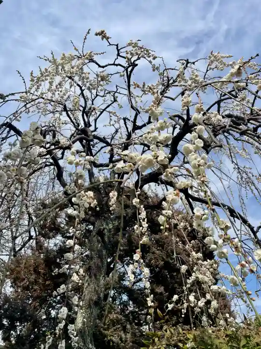 西念寺の{uncategorized: "未分類", other: "その他", undefined: "問題あり", building: "その他建物", grave: "お墓", sacred_gate: "鳥居", guardian: "狛犬", statue: "像", buddha: "仏像", history: "歴史", nature: "自然", garden: "庭園", animal: "動物", pagoda: "塔", temizu: "手水舎", mountain_gate: "山門・神門", sanctuary: "本殿・本堂", subordinate: "末社・摂社", art: "芸術", scenery: "景色", jizo: "地蔵", ema: "絵馬", goshuin: "御朱印", omikuji: "おみくじ", items: "授与品その他", amulet: "お守り", goshuincho: "御朱印帳", eats: "食事", festival: "お祭り", votive_dance: "神楽", shichigosan: "七五三参", wedding: "結婚式", experience: "体験その他", initially: "初詣", around: "周辺", anti_infection: "感染症対策"}