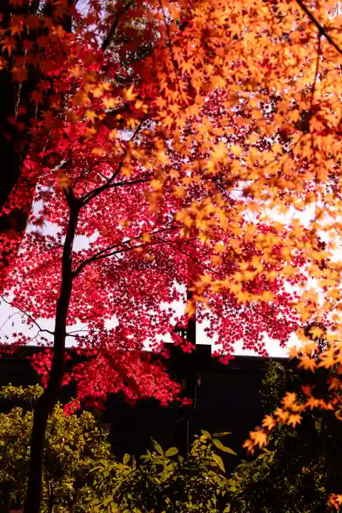賀茂別雷神社(上賀茂神社)(京都府)