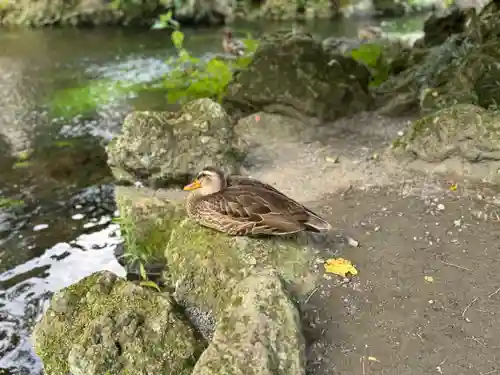 富士山本宮浅間大社(静岡県)